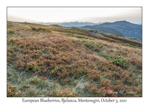 European Blueberries