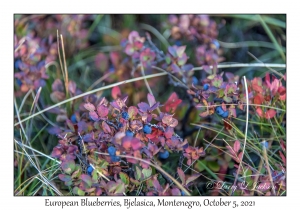 European Blueberries