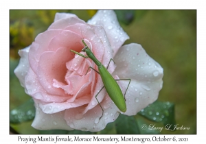 Praying Mantis female