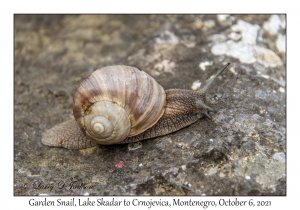 Garden Snail