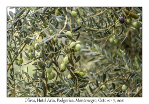 Olives