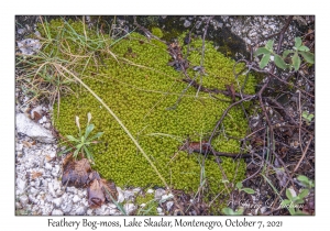 Feathery Bog-moss