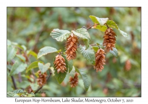 European Hop-Hornbeam