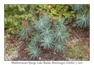 Mediterranean Spurge