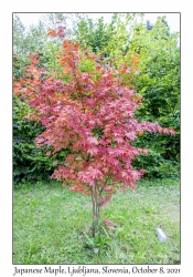 Japanese Maple