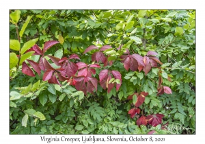 Virginia Creeper