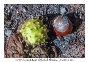 Horse Chestnuts