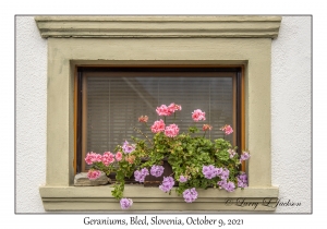 Geraniums