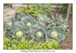 Cabbage