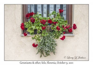 Geraniums & other