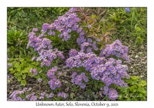 Unknown Aster