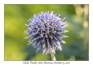 Globe Thistle