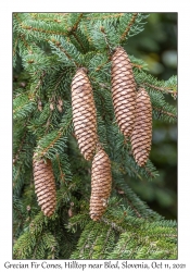 Grecian Fir Cones