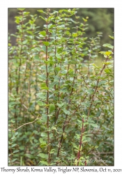 Thorny Shrub