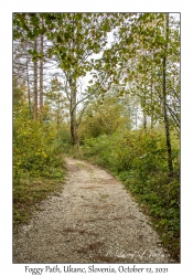 Foggy Path