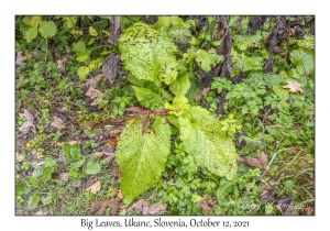 Big Leaves