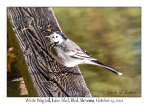 White Wagtail