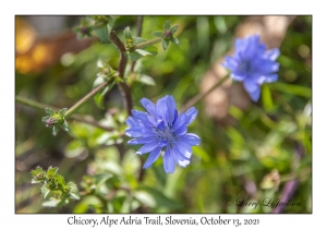 Chicory