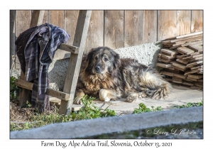 Farm Dog