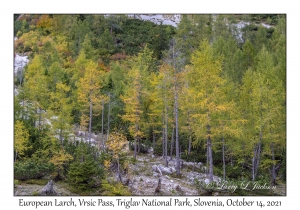 European Larch