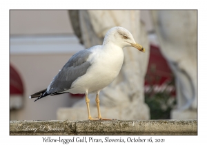 Yellow-legged Gull