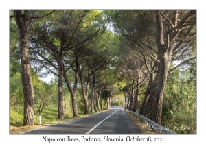Napoleon Trees