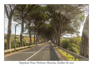 Napoleon Trees