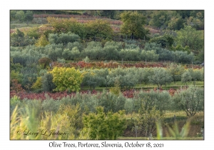 Olive Trees