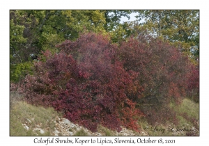 Colorful Shrubs