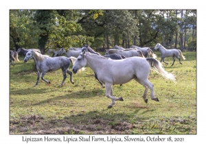 Lipizzan Horse