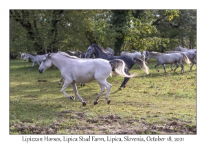 Lipizzan Horse