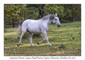 Lipizzan Horse