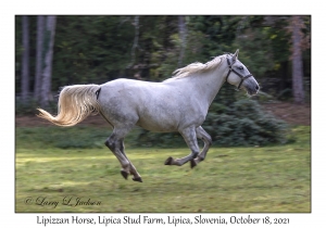 Lipizzan Horse