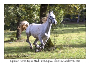 Lipizzan Horse