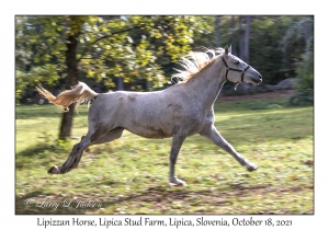 Lipizzan Horse