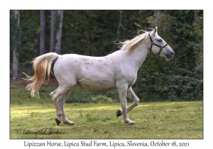 Lipizzan Horse
