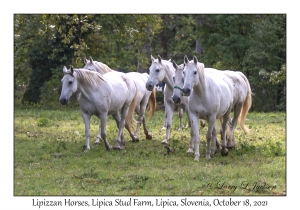 Lipizzan Horses