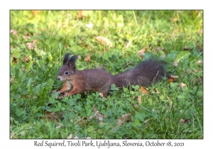 Red Squirrel