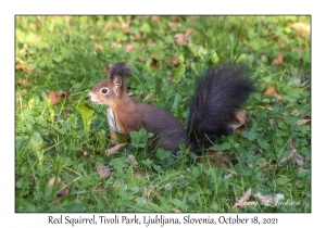 Red Squirrel