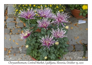 Chrysanthemum