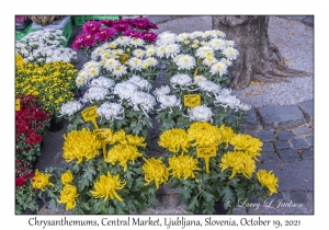 Chrysanthemums