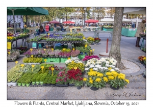 Flowers & Plants