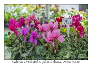 Cyclamen