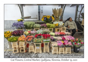 Cut Flowers