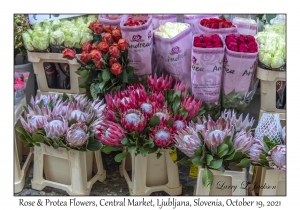 Rose & Protea Flowers