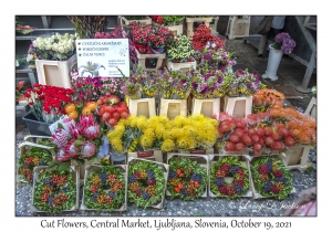 Cut Flowers