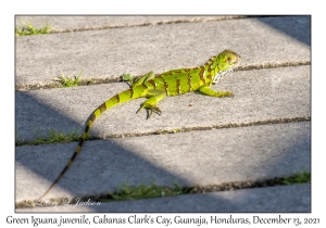 Green Iguana juvenile