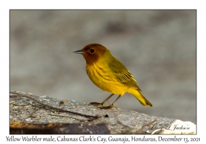 Yellow Warbler male