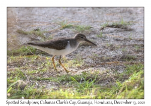 Spotted Sandpiper