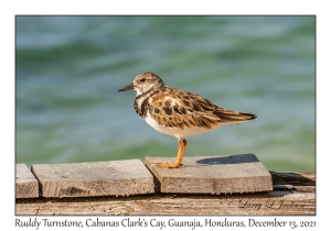 Ruddy Turnstone